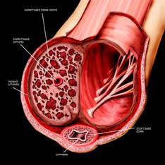 cross section