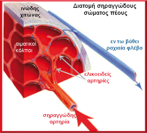 Διατομή σηραγγώδους σώματος πέους