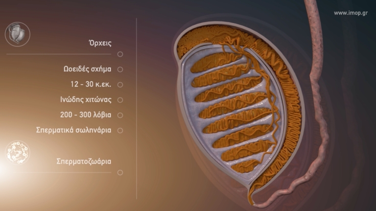 2. Όρχεις